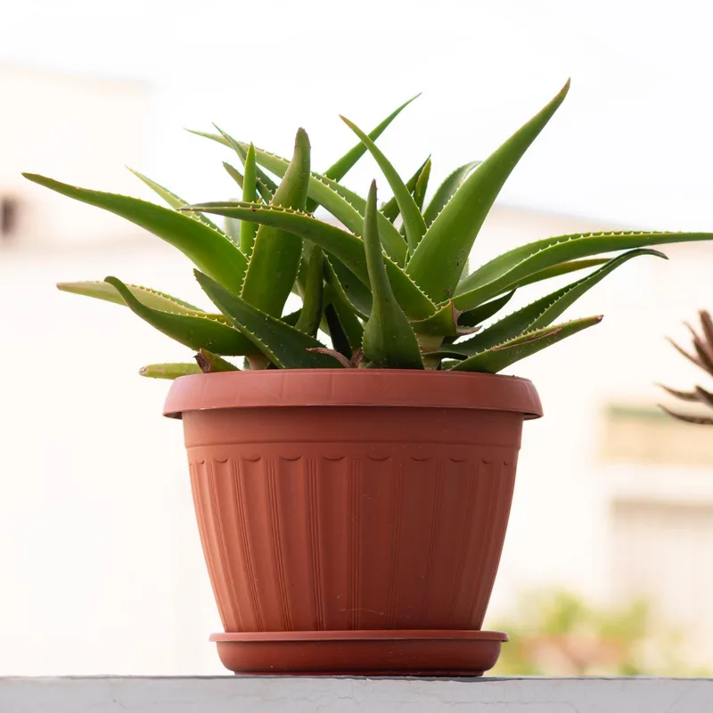 BİO ALOE VERA